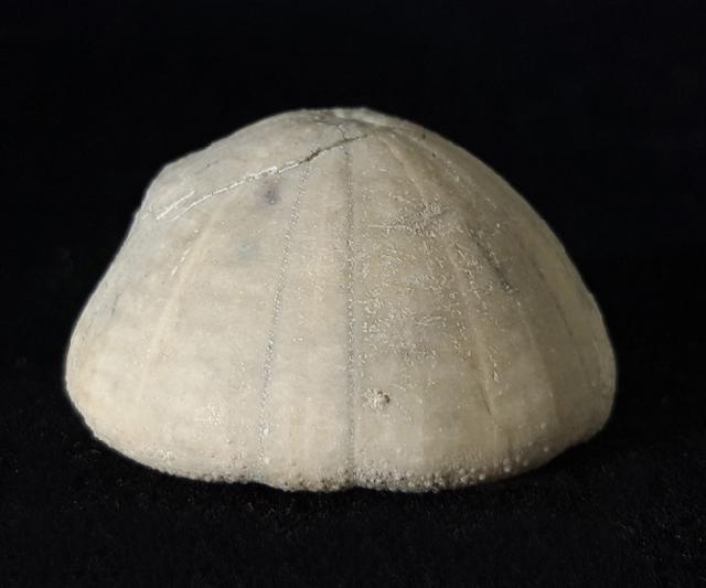 Camerogalerus cylindricus (LAMARCK 1816) - Bild © FossNet FossilienStore